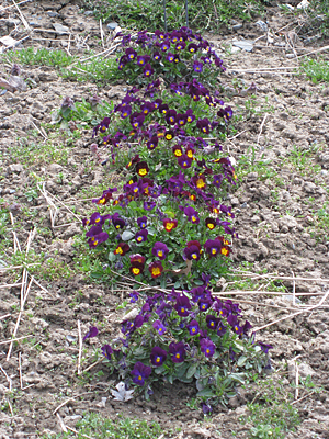 pansy unmulched